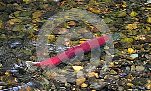 Spawning sockeye salmon