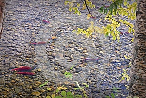 Spawning Sockeye Salmon, Adams River BC