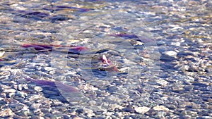 Spawning Sockeye Salmon Guarding Territory 4K UHD