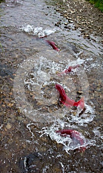 Spawning Sockeye Salmon (Oncorhynchus nerka).