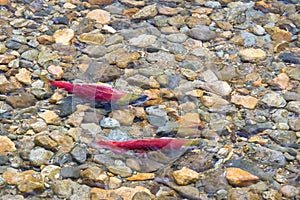 Spawning Sockeye Salmon Pairs