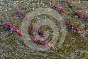 Spawning sockeye salmon on river in Kamchatka.