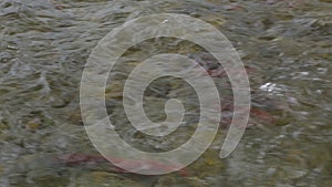 Spawning sockeye salmon on river in Kamchatka.