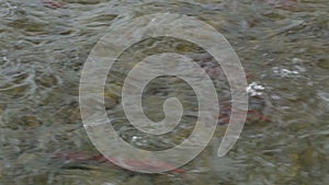 Spawning sockeye salmon on river in Kamchatka.