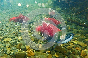 Spawning sockeye salmon underwater in the Russian River