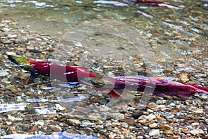 Spawning Sockeye Salmons in Adams River, BC, Canada