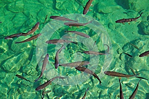 Spawning Time in Lake Bohinj,Slovenia