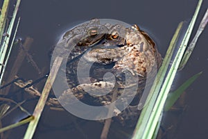 Spawning of the toads