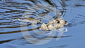 Spawning of the toads.
