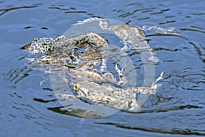 Spawning of the toads.