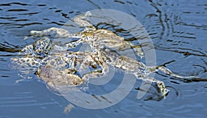 Spawning of the toads.