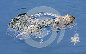 Spawning of the toads.