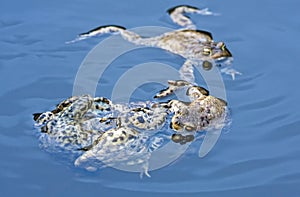 Spawning of the toads.