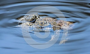Spawning of the toads.