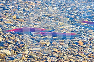 Spawning Wild Sockeye Salmon