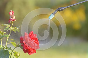 Spaying flowers with water or pesticides