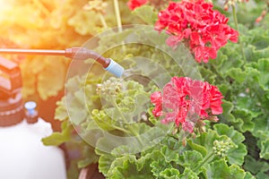 Spaying flowers with water or pesticides