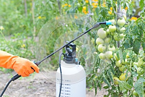 Spaying vegetables with water or pesticides