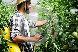 Spaying vegetables with water or plant protection products such as pesticides against diseases