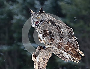 Speaking Great Horned Owl