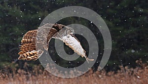 Speaking Great Horned Owl in Flight