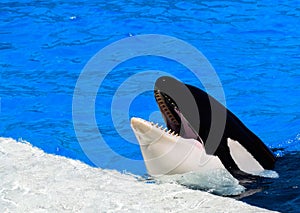 Speaking Killer Whale