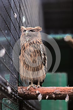 Speaking Owl