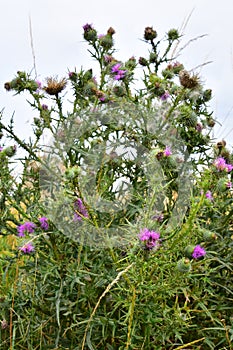 Spear or Black Thistle - Cirsium vulgare