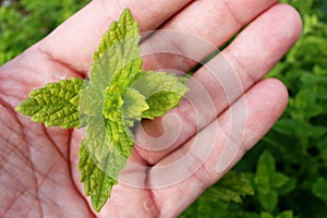 Spear mint (metha spicata) plant held in left hand photo