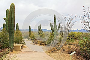 Spear Saguaro Cactus Along a Winding Path photo