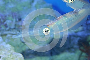 Spear squid photo