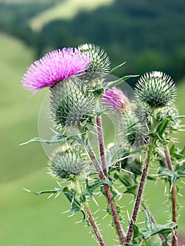 Spear Thistle blossoming on a Mountain Slope in the Bavarian Alps