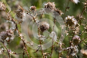 The spear thistle, bull thistle, or common thistle  Cirsium vulgare. Thistledown, a method of seed dispersal by wind. The tiny s