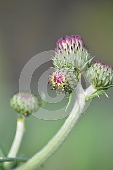 Spear thistle (Cirsium rivulare \'Atropurpureum\')