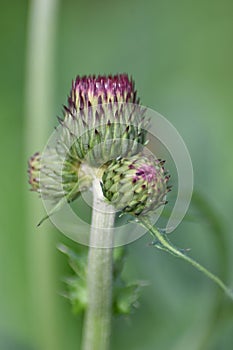 Spear thistle (Cirsium rivulare \'Atropurpureum\')