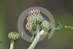 Spear thistle (Cirsium rivulare \'Atropurpureum\')