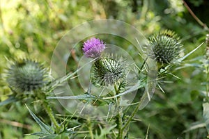 Spear Thistle Cirsium vulgare blossom