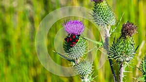 Spear thistle or Cirsium vulgare flower with butterfly six-spot burnet Zygaena filipendulae close-up, selective focus