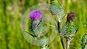 Spear thistle or Cirsium vulgare flower with butterfly six-spot burnet Zygaena filipendulae close-up, selective focus