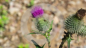 Spear thistle or Cirsium vulgare flower close-up against bokeh background, selective focus, shallow DOF