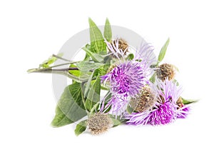 Spear Thistle (Cirsium vulgare)