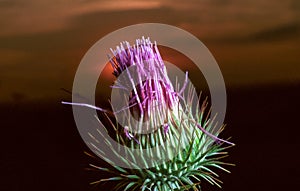 Spear thistle (Cirsium vulgare), purple flower against sunset background