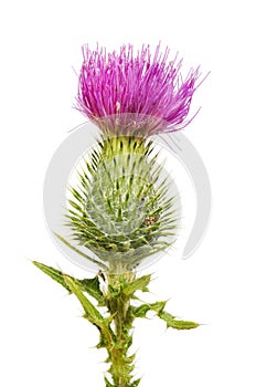 Spear thistle closeup photo