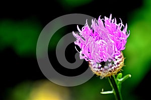 Spear Thistle, common Thistle, Purple-Pink Flower,