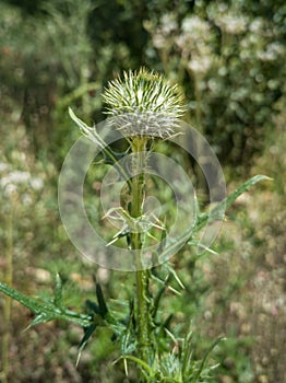 Spear Thistle Flower Stamen and Green Leaves