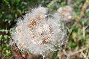 Spear Thistle seeds Cirsium vulgare