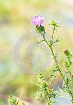 Spear thistle in the sun