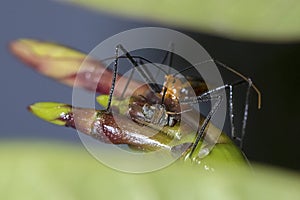 Speared Fly Being Eaten By An Assassin Bug