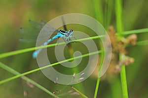 Spearhead bluet damselfly