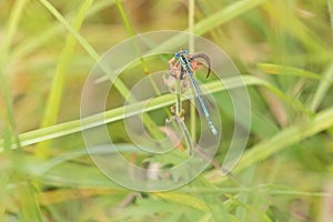 Spearhead Bluet resting on plant in meadow